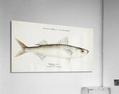 Antique drawing watercolor fish Emmelichthys Nitidus marine life. South Pacific Fishes by Frank Edward Clarke 1849-1899. Acrylic Print