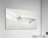 Antique fish Tiger Shark South Pacific Fishes by Frank Edward Clarke 1849-1899.  Acrylic Print