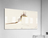 Antique fish hippocampus abdominalis seahorse South Pacific Fishes by Frank Edward Clarke 1849-1899.  Acrylic Print