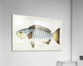 Antique fish Blackfish South Pacific Fishes by Frank Edward Clarke 1849-1899.  Acrylic Print