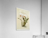 Cattleya mossiæ var reineckiana from Reichenbachia Orchids 1888-1894 illustrated by Frederick Sander 1847-1920.  Acrylic Print