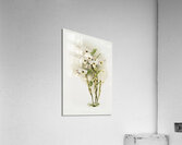 Dendrobium melanodiscus from Reichenbachia Orchids 1888-1894 illustrated by Frederick Sander 1847-1920.  Acrylic Print