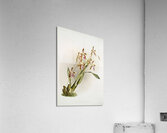 Odontoglossum wattianum from Reichenbachia Orchids 1888-1894 illustrated by Frederick Sander 1847-1920.  Acrylic Print