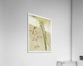 Cymbidium lowianum from Reichenbachia Orchids 1888-1894 illustrated by Frederick Sander 1847-1920.  Acrylic Print
