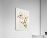 Cattleya labiata from Reichenbachia Orchids 1888-1894 illustrated by Frederick Sander 1847-1920.  Acrylic Print