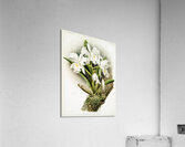 Cattleya labiata from Reichenbachia Orchids 1888-1894 illustrated by Frederick Sander 1847-1920.  Acrylic Print