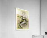 Saccolabium cœleste from Reichenbachia Orchids 1888-1894 illustrated by Frederick Sander 1847-1920.  Acrylic Print
