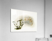 Odontoglossum excellens from Reichenbachia Orchids 1888-1894 illustrated by Frederick Sander 1847-1920.  Acrylic Print