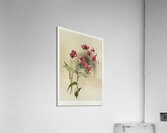 Dendrobium phalænopsis var statterianum from Reichenbachia Orchids 1888-1894 illustrated by Frederick Sander 1847-1920.  Acrylic Print