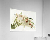 Odontoglossum coradinei from Reichenbachia Orchids 1888-1894 illustrated by Frederick Sander 1847-1920.  Acrylic Print