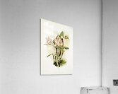Cattleya brieniana from Reichenbachia Orchids 1888-1894 illustrated by Frederick Sander 1847-1920.  Acrylic Print