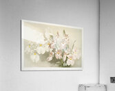 Odontoglossum vexillarium from Reichenbachia Orchids 1888-1894 illustrated by Frederick Sander 1847-1920.  Acrylic Print