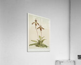 Cypripedium hybridum laucheanum cypripedium hybridum eyermanianum from Reichenbachia Orchids 1888-1894 illustrated by Frederick Sander 1847-1920.  Acrylic Print