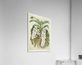 Cypripedium hybridum laucheanum cypripedium hybridum eyermanianum from Reichenbachia Orchids 1888-1894 illustrated by Frederick Sander 1847-1920.  Acrylic Print