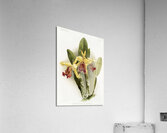 Cypripedium hybridum laucheanum cypripedium hybridum eyermanianum from Reichenbachia Orchids 1888-1894 illustrated by Frederick Sander 1847-1920.  Acrylic Print