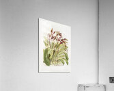 Cypripedium sanderianum from Reichenbachia Orchids 1888-1894 by Frederick Sander 1847-1920. Acrylic Print