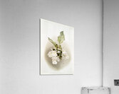 Trischopilia suavis alba from Reichenbachia Orchids 1888-1894 illustrated by Frederick Sander 1847-1920.  Acrylic Print