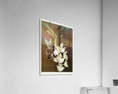 Catasetum bungerothii from Reichenbachia Orchids 1888-1894 illustrated by Frederick Sander 1847-1920.  Acrylic Print