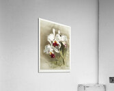 Lælio-cattleya elegans var blenheimensis from Reichenbachia Orchids 1888-1894 illustrated by Frederick Sander 1847-1920.  Acrylic Print