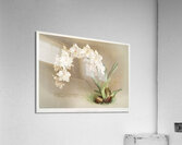 Odontoglossum crispum from Reichenbachia Orchids 1888-1894 by Frederick Sander 1847-1920.  Acrylic Print