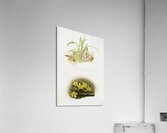 Paphinia rugosa Zygopetalum xanthinum from Reichenbachia Orchids 1888-1894 illustrated by Frederick Sander 1847-1920.  Acrylic Print