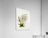 Odontoglossum nævium from Reichenbachia Orchids 1888-1894 illustrated by Frederick Sander 1847-1920.  Acrylic Print