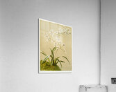 Odontoglossum ramosissimum from Reichenbachia Orchids 1888-1894 illustrated by Frederick Sander 1847-1920.  Acrylic Print