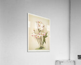 Dendrobium wardianum from Reichenbachia Orchids 1888-1894 illustrated by Frederick Sander 1847-1920.  Acrylic Print