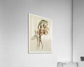 Cattleya granulosa var schofieldiana from Reichenbachia Orchids 1888-1894 illustrated by Frederick Sander 1847-1920.  Acrylic Print