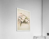Coelogyne cristata maxima from Reichenbachia Orchids 1888-1894 illustrated by Frederick Sander 1847-1920.  Acrylic Print