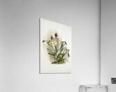 Coelogyne cristata maxima from Reichenbachia Orchids 1888-1894 illustrated by Frederick Sander 1847-1920.  Acrylic Print