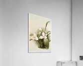 Lycaste skinnerii armeniaca from Reichenbachia Orchids 1888-1894 illustrated by Frederick Sander 1847-1920.  Acrylic Print