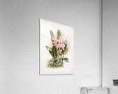 Cattleya Percivaliana from Reichenbachia Orchids 1888-1894 by Frederick Sander 1847-1920.  Acrylic Print