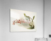 Odontoglossum hybridum leroyanum from Reichenbachia Orchids 1888-1894 illustrated by Frederick Sander 1847-1920.  Acrylic Print