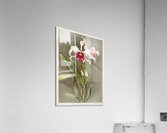Cattleya hybrida arnoldiana from Reichenbachia Orchids 1888-1894 illustrated by Frederick Sander 1847-1920.  Acrylic Print