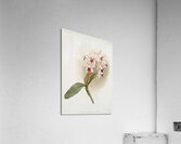 Cattleya amethystoglossa from Reichenbachia Orchids 1888-1894 illustrated by Frederick Sander 1847-1920.  Acrylic Print