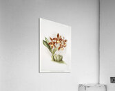 Odontoglossum insleayi splendens from Reichenbachia Orchids 1888-1894 illustrated by Frederick Sander 1847-1920.  Acrylic Print