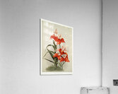 Disa grandiflora from Reichenbachia Orchids 1888-1894 illustrated by Frederick Sander 1847-1920.  Acrylic Print