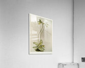 Cypripedium lawrenceanum hyeanum from Reichenbachia Orchids 1888-1894 illustrated by Frederick Sander 1847-1920.  Acrylic Print