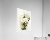 Cattleya schroederoe alba from Reichenbachia Orchids 1888-1894 illustrated by Frederick Sander 1847-1920.  Acrylic Print