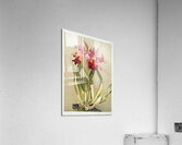 Cattleya hybrida hardyana from Reichenbachia Orchids 1888-1894 illustrated by Frederick Sander 1847-1920.  Acrylic Print