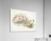 Odontoglossum crispum Kinlesideanum from Reichenbachia Orchids 1888-1894 illustrated by Frederick Sander 1847-1920.  Acrylic Print