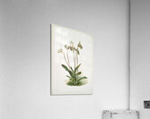 Cypripedium argus from Reichenbachia Orchids 1888-1894 illustrated by Frederick Sander 1847-1920.  Acrylic Print