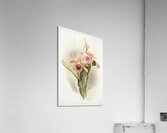 Lælia grandis from Reichenbachia Orchids 1888-1894 illustrated by Frederick Sander 1847-1920.  Acrylic Print