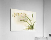 Odontoglossum sanderianum from Reichenbachia Orchids 1888-1894 illustrated by Frederick Sander 1847-1920.  Acrylic Print