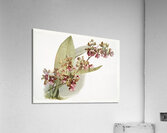 Oncidium lanceanum from Reichenbachia Orchids 1888-1894 illustrated by Frederick Sander 1847-1920.  Acrylic Print