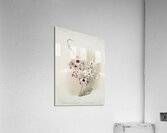 Dendrobium hybridum venus Dendrobium hybridum cassiope from Reichenbachia Orchids 1888-1894 illustrated by Frederick Sander 1847-1920.  Acrylic Print