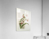 Selenipedium hybridum weidlichianum from Reichenbachia Orchids 1888-1894 illustrated by Frederick Sander 1847-1920.  Acrylic Print