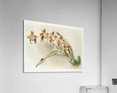 Odontoglossum luteo-purpureum from Reichenbachia Orchids 1888-1894 illustrated by Frederick Sander 1847-1920.  Acrylic Print