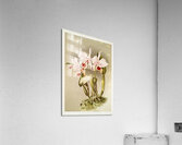 Cattleya labiata var luedemanniana from Reichenbachia Orchids 1888-1894 illustrated by Frederick Sander 1847-1920.  Acrylic Print